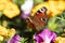 Peacock butterfly drinks nectar while sitting on a pink flower close-up on a dark background.