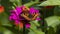 Peacock butterfly drinks nectar while sitting on a pink flower close-up on a dark background.