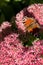 A peacock butterfly is eating on a pink Sedum flower - Hare cabbage. A flowerbed with flowers infested by insects