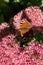 A peacock butterfly is eating on a pink Sedum flower - Hare cabbage. A flowerbed with flowers infested by insects