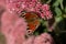 A peacock butterfly is eating on a pink Sedum flower - Hare cabbage. A flowerbed with flowers infested by insects