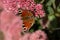 A peacock butterfly is eating on a pink Sedum flower - Hare cabbage. A flowerbed with flowers infested by insects