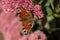 A peacock butterfly is eating on a pink Sedum flower - Hare cabbage. A flowerbed with flowers infested by insects