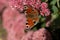 A peacock butterfly is eating on a pink Sedum flower - Hare cabbage. A flowerbed with flowers infested by insects