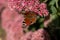 A peacock butterfly is eating on a pink Sedum flower - Hare cabbage. A flowerbed with flowers infested by insects