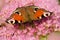 Peacock butterfly eats nectar on a blooming beautiful pink flower in a blooming garden.