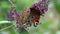 Peacock butterfly eye, scientific Aglais io, on the almost faded umbel of a butterfly bush, scientific Buddleja davidii