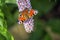 Peacock Butterfly feeding on purple buddleia