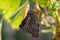 Peacock butterfly hanging upside down after emerging from chrysalis, eclosion, to dry out and straighten wings