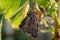 Peacock butterfly hanging upside down after emerging from chrysalis, eclosion, to dry out and straighten wings