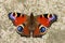 Peacock Butterfly , Inachis io