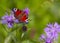 Peacock butterfly, inachis io