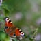 Peacock butterfly (Inachis io)