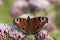 Peacock butterfly, Inachis io