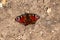 Peacock butterfly, Inachis io, resting in spring sunlight on dry, cracked ground