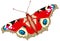 Peacock butterfly, Inachis io, vector