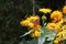 Peacock Butterfly On Inula Helenium