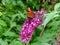 Peacock butterfly on lilac in flower garden, summer season nature