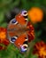 Peacock butterfly on a marigold