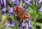 Peacock butterfly perching among bluebells