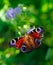 Peacock butterfly on purple flowers with green bokeh background