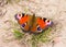 Peacock butterfly sitting on ground