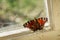 Peacock butterfly sitting on old window frame and looking