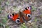 Peacock butterfly on some dry looking ground