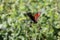 Peacock butterfly sucks nectar on a flower