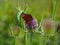 Peacock butterfly on a teasel flower