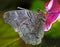 Peacock butterfly underside close up