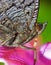 Peacock butterfly underside close up