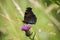 Peacock butterfly viewed from the side