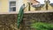 Peacock in the Cactualdea park in Gran Canaria