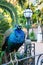 Peacock at Carmen de los Martires Park in Granada, Spain