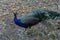 Peacock - castillo de Gibralfaro - Malaga