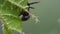 Peacock caterpillar butterfly eating stinging nettle leaves