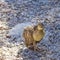 Peacock chick on the rocks