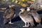 Peacock chicks