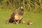 With a peacock chicks