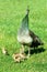 Peacock chicks