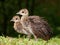 Peacock Chicks