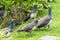 Peacock chicks with mother in garden