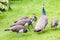 Peacock chicks with mother in garden