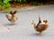 Peacock Chicks Practising Displaying