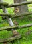 Peacock chicks on a wooden fence