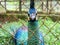 Peacock with a Close-up Face Behind the Cage