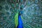 Peacock. Close up of peacock showing its beautiful feathers.Male peacock. Macro peacock in high quality.