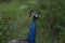 Peacock close up shot side view on nature green background