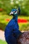 Peacock close up single on eye contact vertical portrait